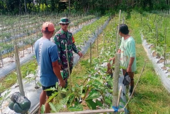 Babinsa Haruyan Dampingi, dan Dukung Pengembangan Pertanian Terong