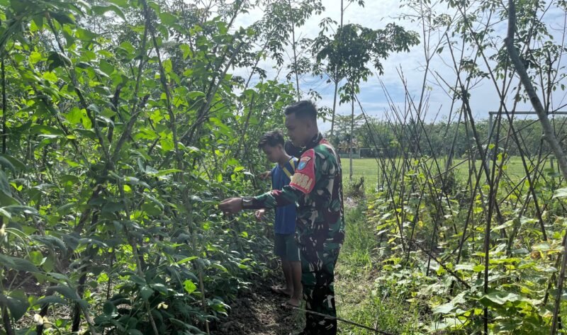 Melalui Komsos, Dengan Petani Kacang Panjang Babinsa Koramil 07/TLK Beri Motivasi Untuk Meningkatkan Swasembada Pangan