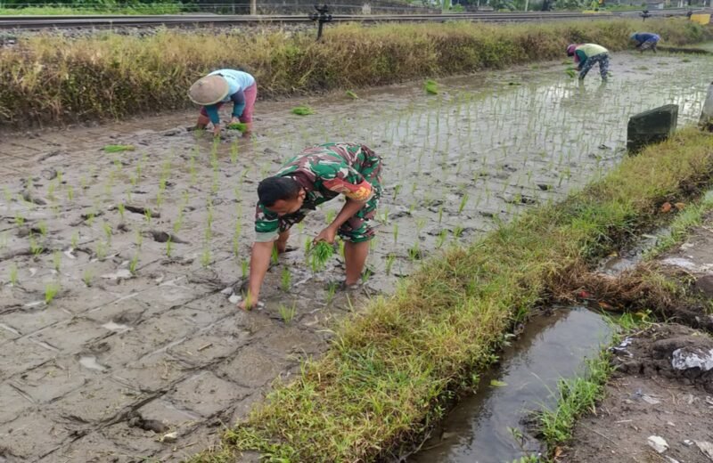 Babinsa Tawangsari Dampingi Petani Tanam Padi Musim Kedua, Dorong Optimalisasi Lahan Dan Ketersediaan Air