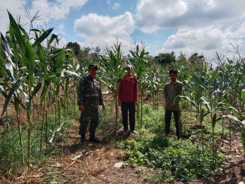 Babinsa Batang Alai Utara Sukseskan Panen Jagung Warga
