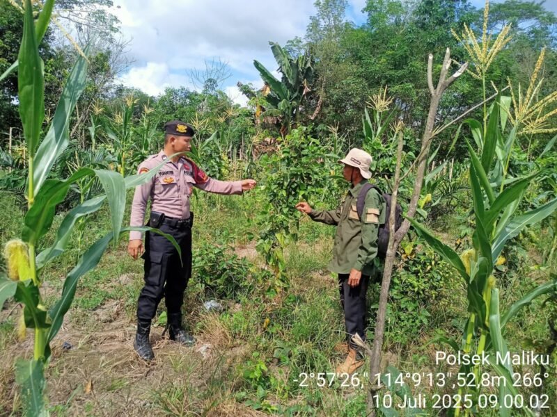 Sosialisasi Program, 1 Kegiatan Pemanfaatan Pekarangan Pangan Bergizi di Wilkum Polsek Maliku