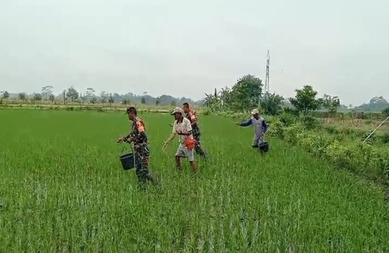 Tingkatkan Produktivitas Panen, Babinsa Desa Pojok Dampingi Petani Lakukan Pemupukan Padi