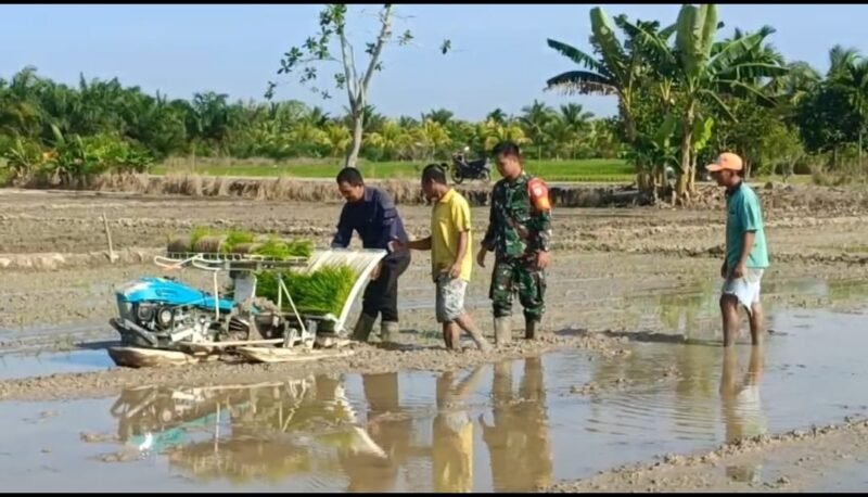 Perkuat Hanpangan Babinsa Pusaka Dampingi Petani Tanam Padi Gunakan Mesin Transplanter
