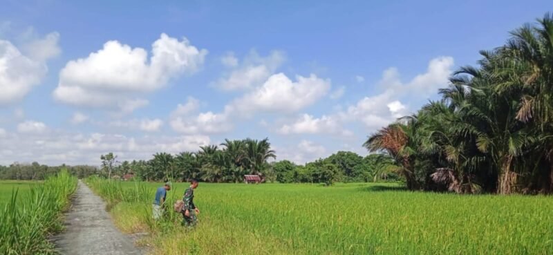 Dukung Program Swasembada Pangan Personel Kodim 1009/Tla Terus Melaksanakan Pendampingan Kepada Petani