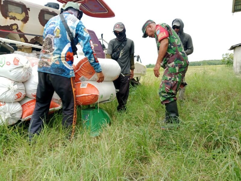 Dukung Swasembada Pangan Wilayah Babinsa Sempadian Dampingi Poktan Perintis Panen Padi
