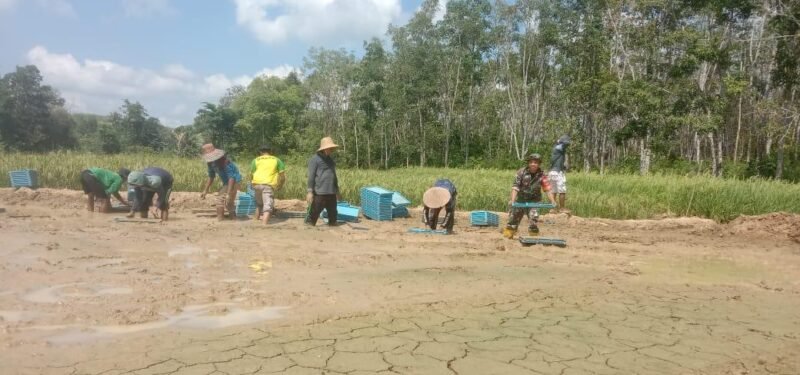 Turun Ke Sawah Personel Kodim 1009/Tanah Laut Bantu Petani Tanam Padi