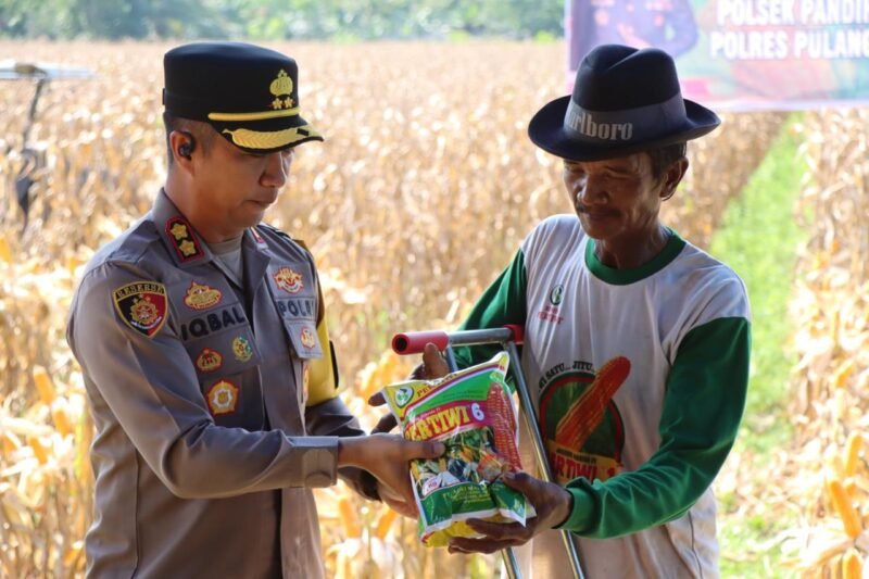 Panen Jagung Bersama Kapolres Pulang Pisau: Wujud Sinergitas Polri dan Masyarakat dalam Mendukung Ketahanan Pangan di Desa Kantan Dalam
