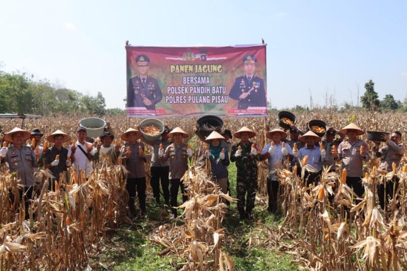 Wujud Dukungan Polri terhadap Ketahanan Pangan: Kapolres Pulang Pisau Hadiri Panen Jagung di Desa Kantan Dalam