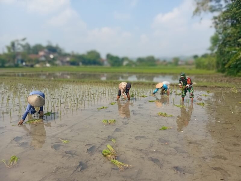 Ketersediaan Air Mumpuni, Babinsa Desa Maron Ajak Petani Percepat Masa Tanam Kedua
