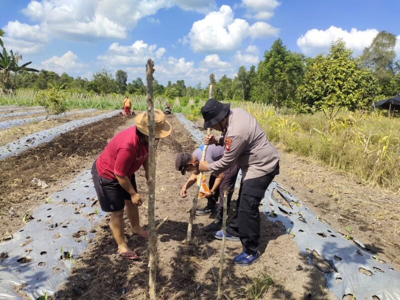 Sinergi Polri dan Masyarakat: Polsek Jabiren Raya Tanam Jagung 1 Desa 1 Hektar Guna Perkuat Ketahanan Pangan Nasional