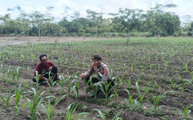 Tanami Jagung Hibrida, Warga Bereng Dapat Pendampingan Ketahanan Pangan dari Polsek Kahayan Hilir