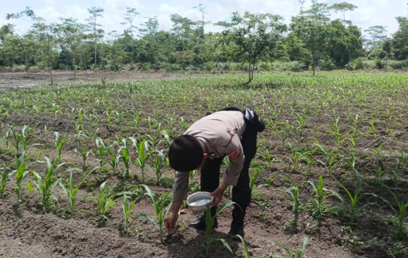 Program Ketahanan Pangan Polri, Polsek Kahayan Hilir Cek Perkembangan Tanaman Jagung Warga
