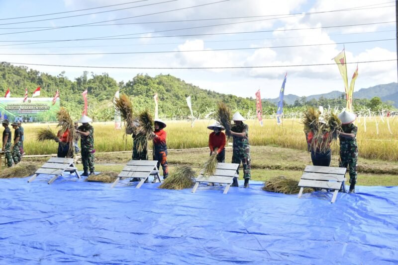 Wujudkan Ketahanan Pangan, Danbrigif 4 Mar/BS Laksanakan Panen Padi di Yonif 9 Marinir
