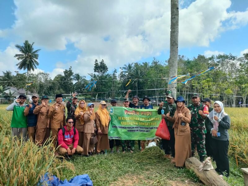 Babinsa Posramil Batu Ampar Kodim 1009/Tla Melaksanakan Pengambilan Ubinan Padi Serta Panen Padi Bersama