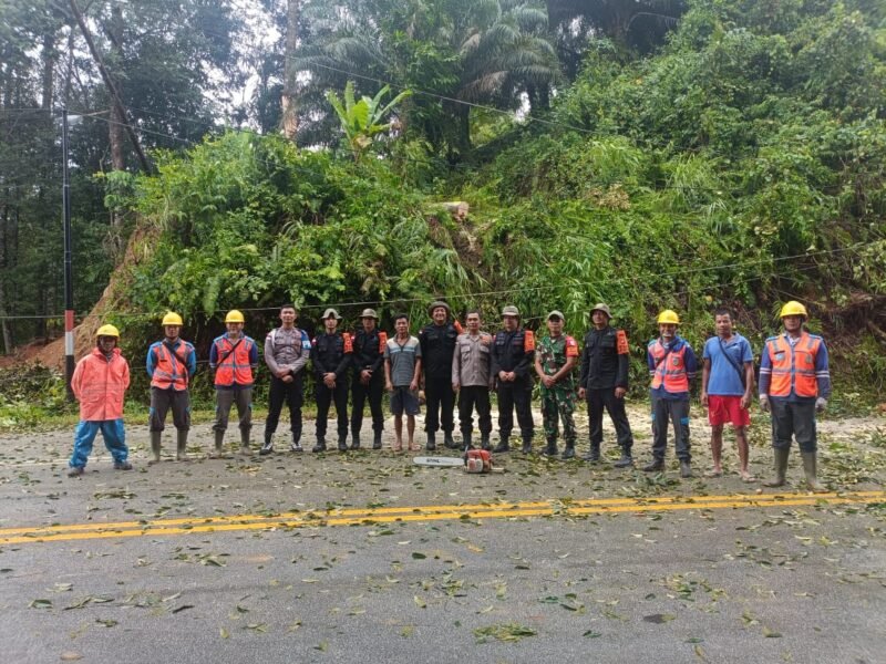 Gerak Cepat Babinsa Sebunga Dan Warga Evakuasi Pohon Tumbang Menutupi Jalan