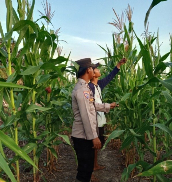 Dukung Ketahanan Pangan, Bhabinkamtibmas Polsek Kahayan Hilir Sosialisasikan dan Pantau Lahan Jagung Warga