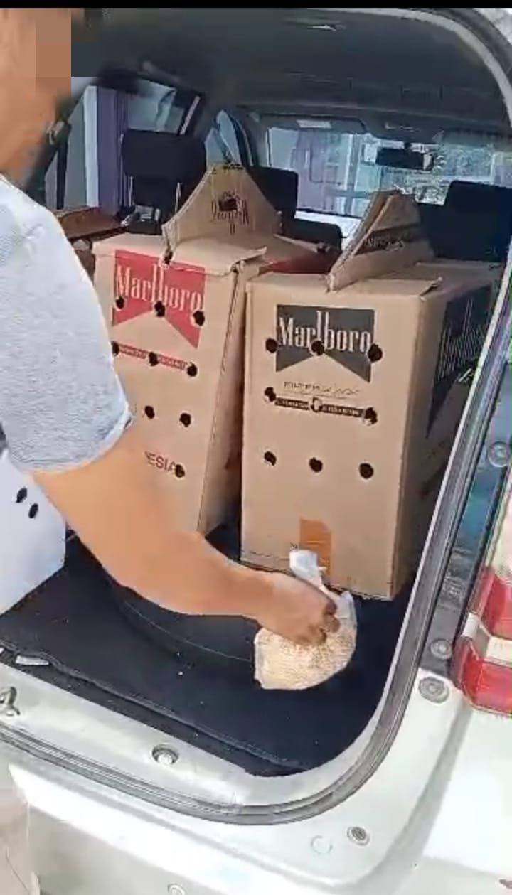 Pelaku Judi Sabung Ayam, Kembali Berulah di Putussibau Diduga Kebal Hukum Tapi Kebal Uang Positif
