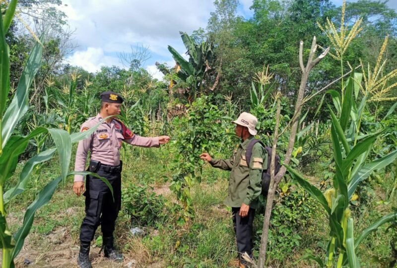 Wujudkan Ketahanan Pangan, Polsek Maliku Ajak Warga Tanami Pekarangan dengan Pangan Bergizi