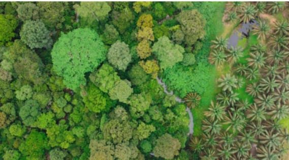 Holding Perkebunan Nusantara Berkomitmen Lindungi Flora-Fauna di 14 Ribu Ha Area HCV PalmCo