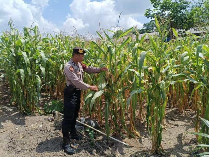 Polres Pulang Pisau Lakukan Pendampingan kepada Petani Jagung