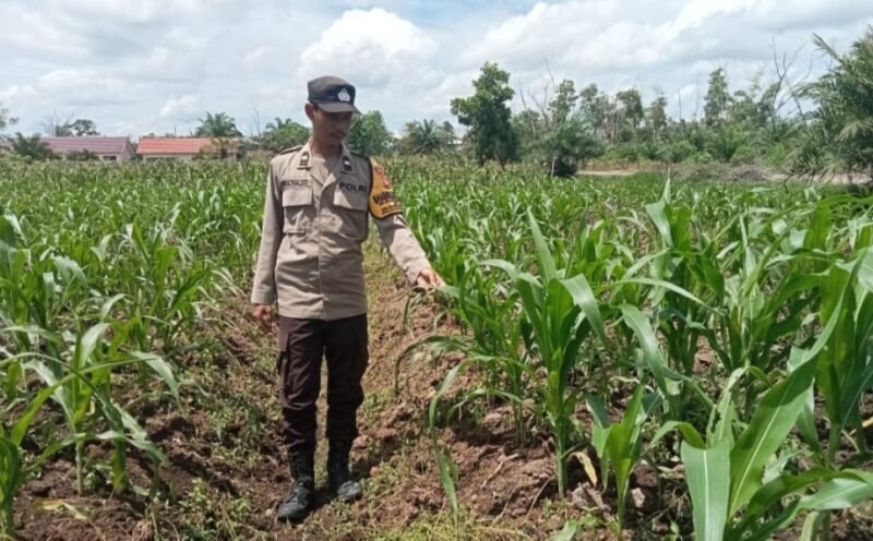 Polres Pulang Pisau Berikan Pendampingan ke Petani Jagung, Dorong Kemandirian Pangan Daerah