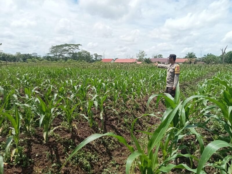Kawal Pertanian, Polres Pulang Pisau Dampingi Petani Jagung Demi Ketahanan Pangan