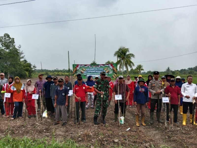Wujud Ketahanan Pangan Danramil 07/Tlk Bersama Forkopimcam Tangaran Laksanakan Penanaman Jagung