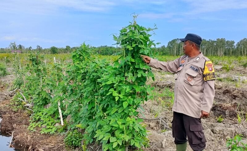 Sosialisasi Ketahanan Pangan: BRIPKA Slamet Rianto Ajak Warga Desa Dandang Tanami Pekarangan