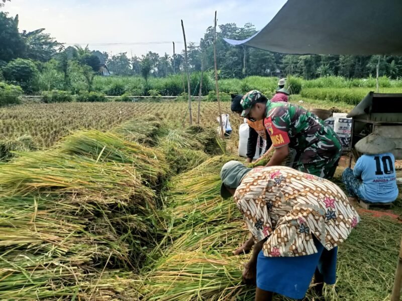 Babinsa Selokajang Dampingi Panen Padi, Dorong Petani Optimalkan Program Hanpangan