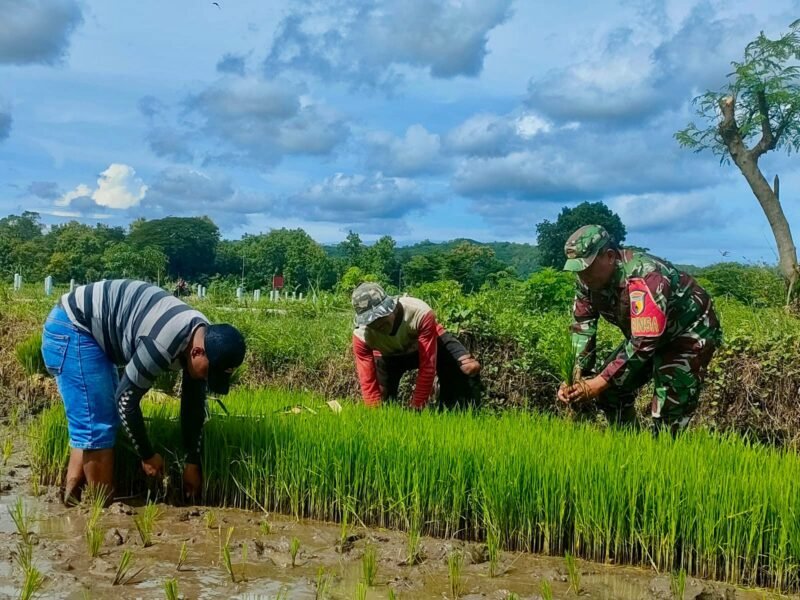 Tanam Padi Ciherang di Dawuhan, Babinsa Ramil Kademangan motivasi luas tambah tanam petani