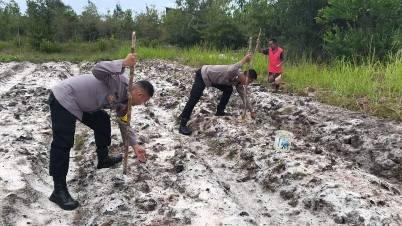 Kolaborasi Polsek Kahayan Tengah, dan Masyarakat Perkuat Ketahanan Pangan Lewat Tanam Jagung