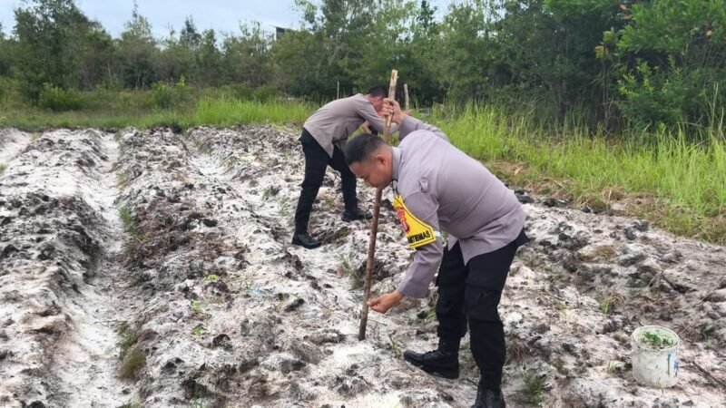 Tanam Jagung di Lahan Tidur, Polsek Kahayan Tengah Perkuat Ketahanan Pangan dan Ekonomi Warga