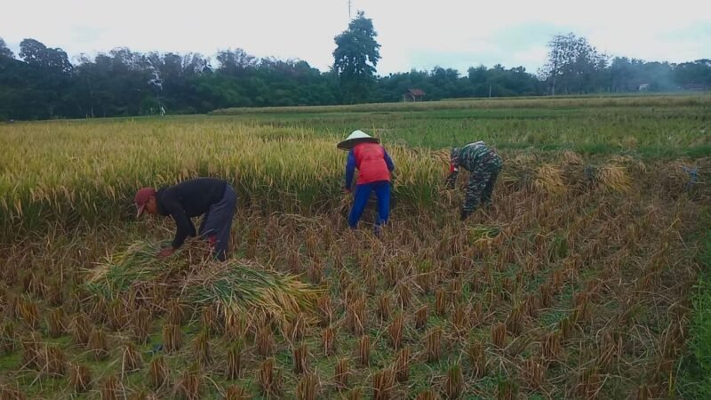 Babinsa Jambewangi Dampingi Petani Panen Padi di Lahan Poktan Budi Tani