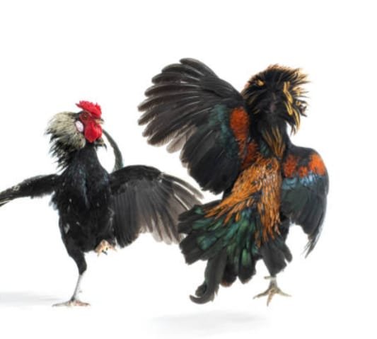 Aroma Perjudian Sabung Ayam, Kembali Mencuat di wilayah Kabupaten Sidoarjo