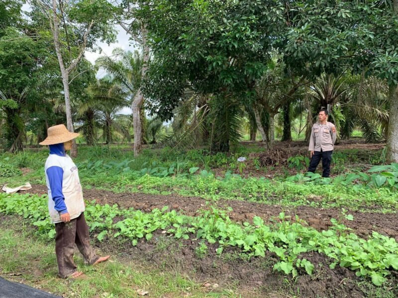 Personil Sat Binmas, Polres Pulang Pisau Lakukan Pengecekan Ketahanan Pangan di kebun desa mentaren