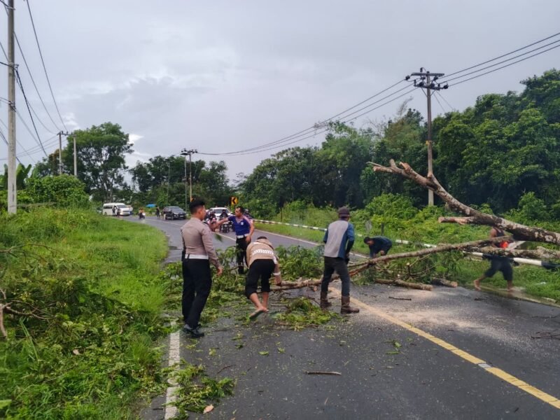 Pohon Tumbang, Polisi dan Warga Bahu Membahu Lakukan Pembersihan
