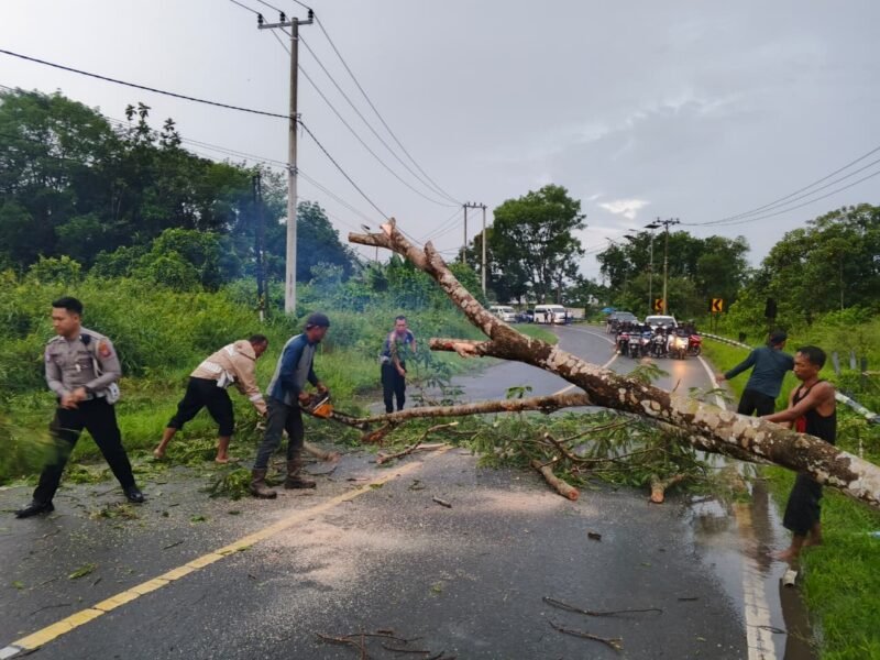 Polisi dan Warga Evakuasi Pohon Tumbang yang Halangi Jalan
