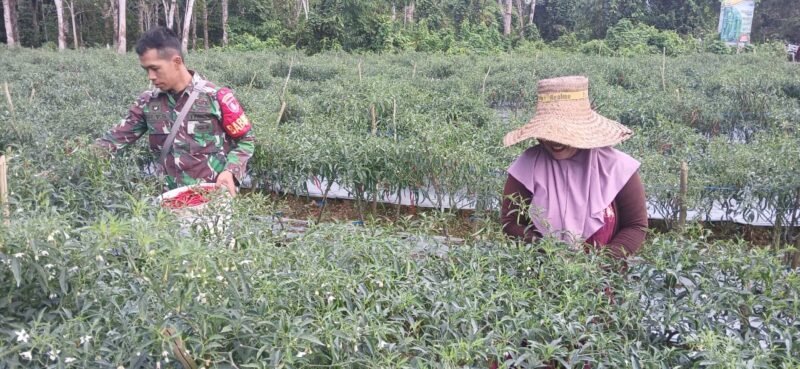 Foto: Wujud nyata kedekatan TNI dengan masyarakat ditunjukkan Babinsa Koramil 1002-01/Batang Alai Selatan, Serda Erly yang turut serta membantu warga binaannya memanen cabe keriting