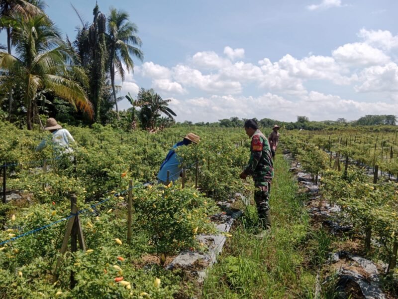 Babinsa Koramil 1002-08/Labuan Amas Utara, Sertu Supono, melaksanakan kegiatan komunikasi sosial (Komsos) 6/09/2025 Foto, bib/TargetNews.ID 