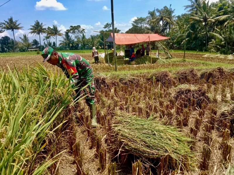 Bulir Padi Pilar Negeri, Sinergi Babinsa Dan Petani Karangrejo Jaga Ketahanan Pangan