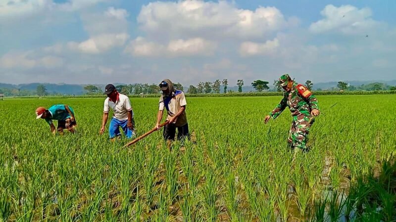 Babinsa Kademangan Dukung Petani Tingkatkan Kualitas Panen