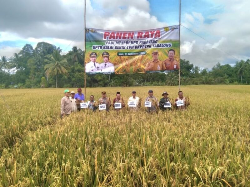 Foto: Babinsa Koramil 1008-01/Muara Uya–Jaro, Serda Ari Suseno, menghadiri kegiatan Panen Raya Padi Musim Tanam II (MT II) bib gila TargetNews.id