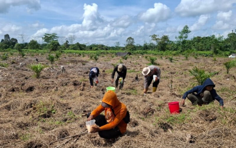 Pemanfaatan Lahan Produktif, Polsek Kahayan Hilir Tanam Jagung Bersama Petani dan PPL