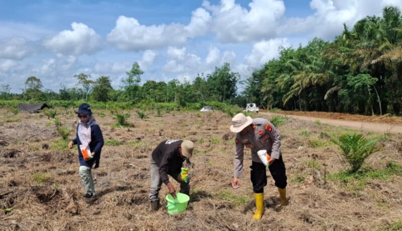 Wujud Nyata Ketahanan Pangan: Kapolsek dan PPL Tanam Jagung Hibrida di Lahan 2,5 Hektar