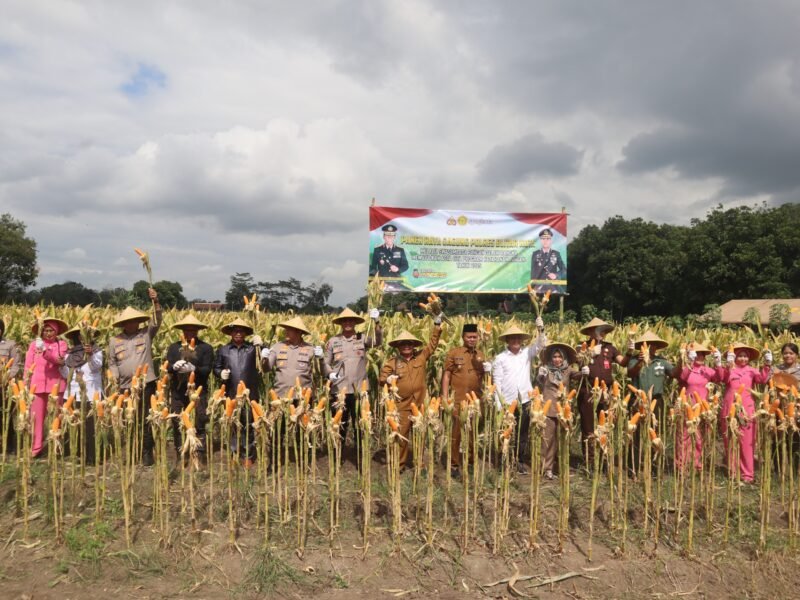 Panen Raya Jagung Foto: redaksi/bib