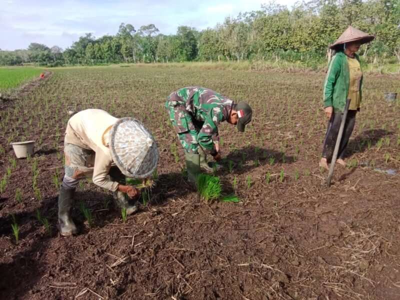Tingkatkan Hanpangan Wilayah Babinsa Koramil 07/Teluk Keramat Dampingi Petani Tanam Padi