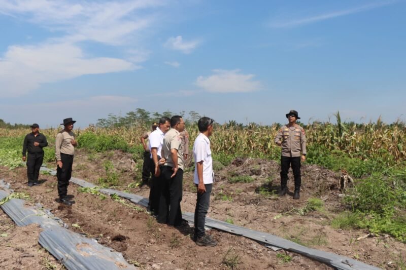 Dukung Kemandirian Pangan, AKBP Iqbal Sengaji Tinjau Lahan Jagung Menjelang Panen Raya