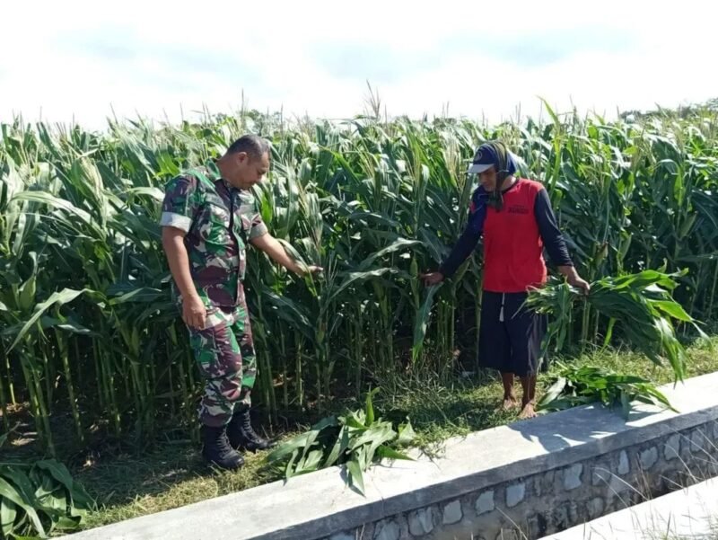 Kodim Ponorogo Pendampingan Petani Jagung