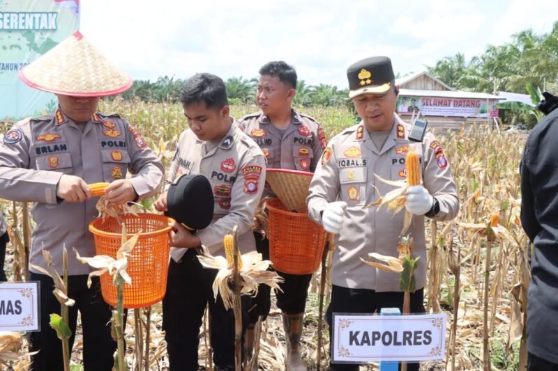 Kapolres Pulang Pisau AKBP Iqbal Sengaji Dampingi Kapolda Kalteng di Panen Raya Jagung Serentak