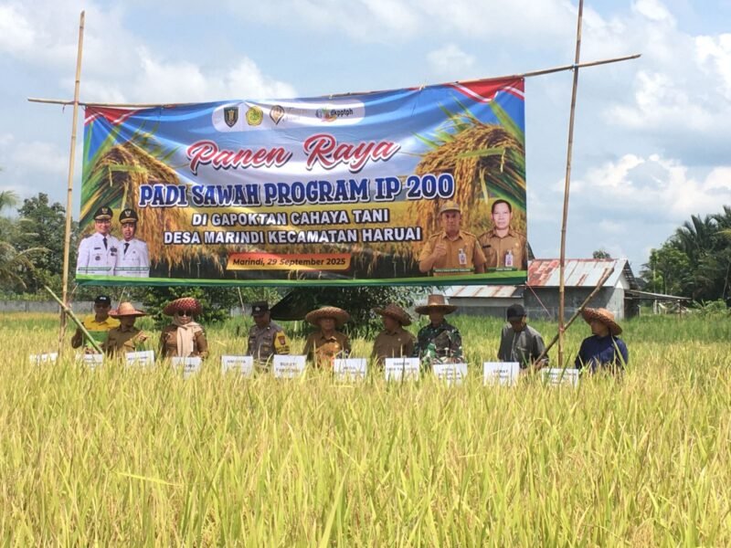 Babinsa Koramil 1008-02/Haruai Hadiri Panen Raya Dan Tanam Perdana Padi Sawah Di Desa Marindi